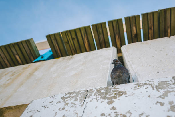 How Do I Get Rid of Pigeons Around My Solar Panels