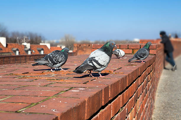 How Do I Get Rid of Pigeons Around My Solar Panels