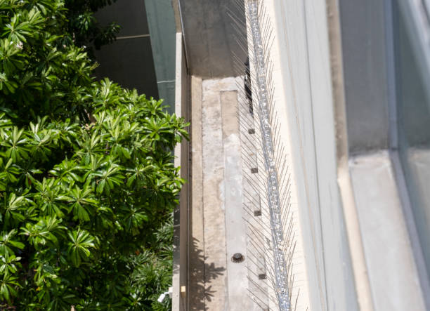 What Is the Most Effective Pigeon Deterrent?