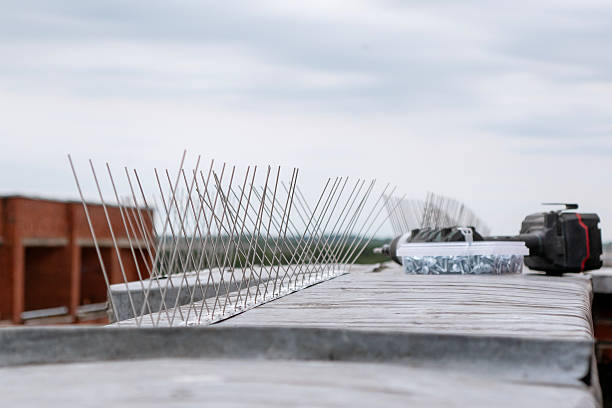 What Is the Most Effective Pigeon Deterrent?