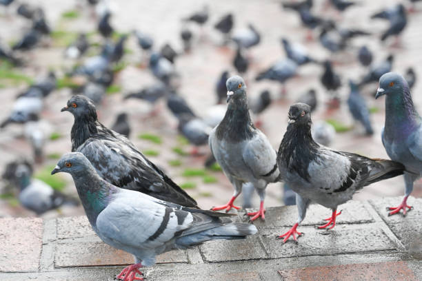How Do You Permanently Get Rid of Pigeons?