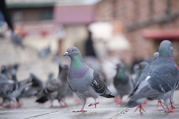 How Do You Permanently Get Rid of Pigeons?