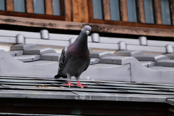 How Do You Permanently Get Rid of Pigeons?