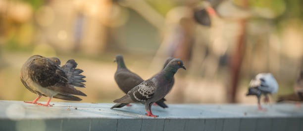 Pigeon Damage Control & Prevention in Arizona